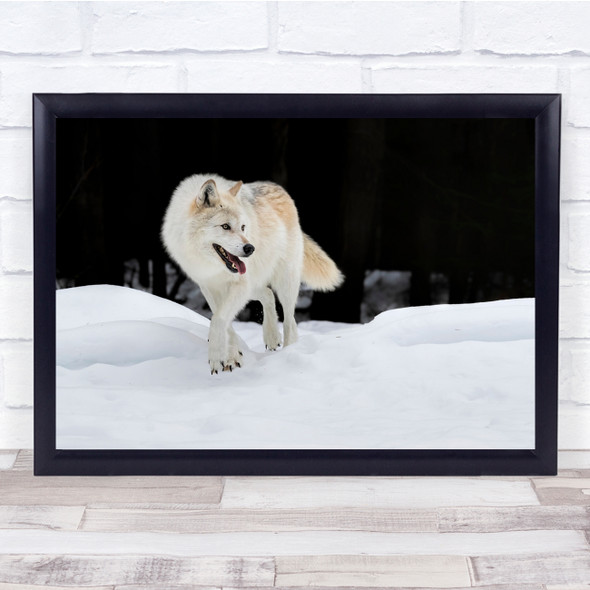 Wolf Animals Furry Arctic nature Wall Art Print