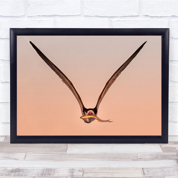 Bird Skimmer Fly Big Fish Wings Wall Art Print
