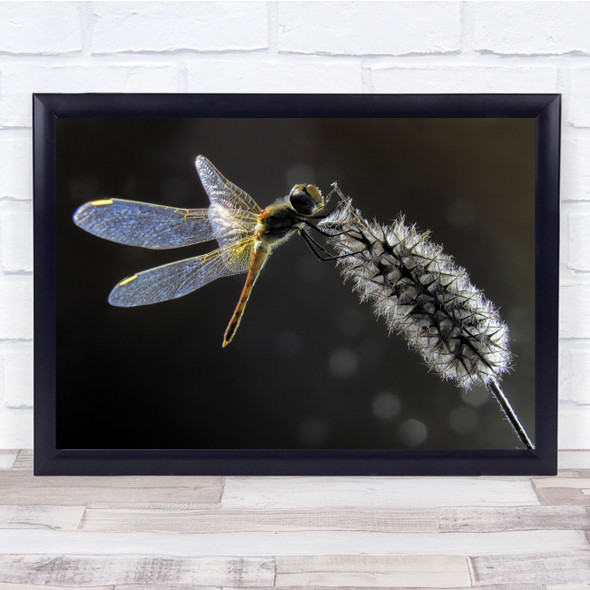 Dragonfly Insect Macro Bug Dark Wall Art Print