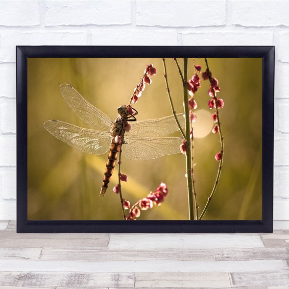 Dragonfly Insect Plant Close Up Wall Art Print