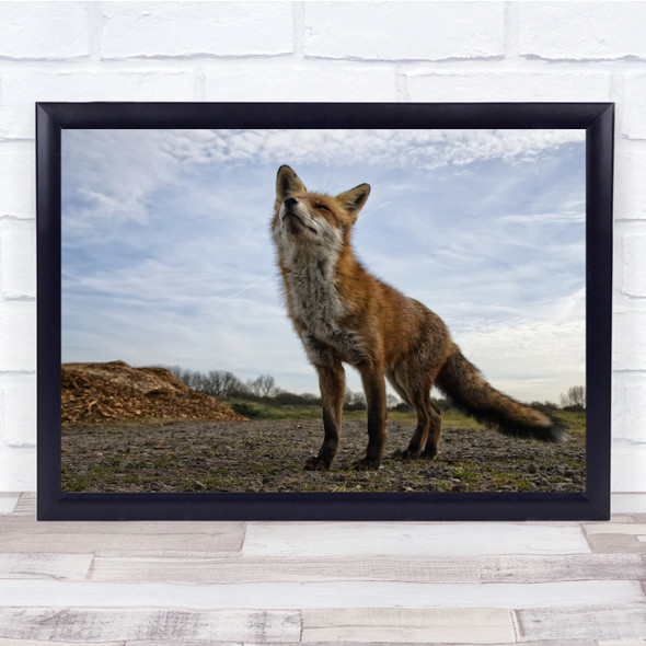 Fox Curious Animal Wildlife Fur Wall Art Print