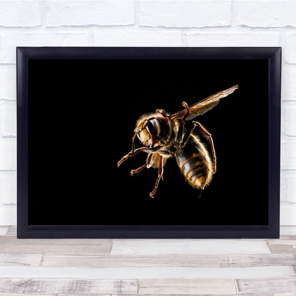 Hornet Wasp Insect Dark Low Key Wall Art Print