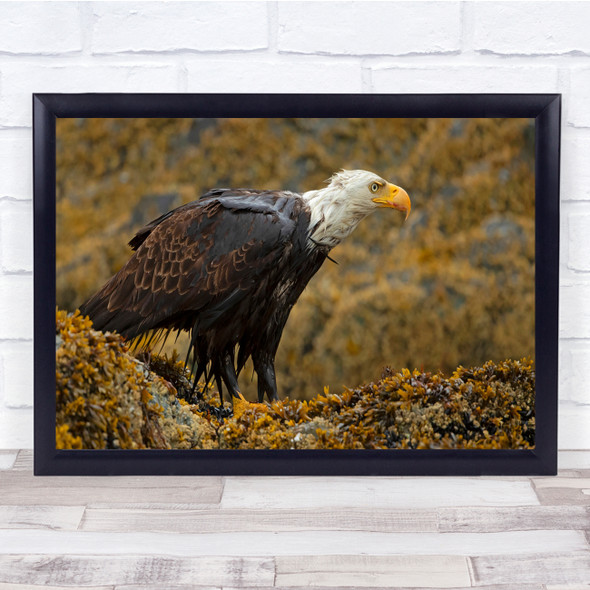 Eagle Rain Panoramic Bald Bird Wall Art Print