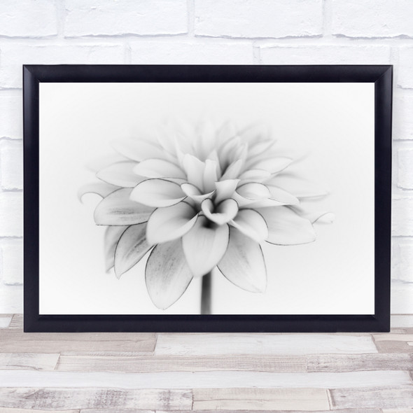 White Dahlia flower close up Wall Art Print