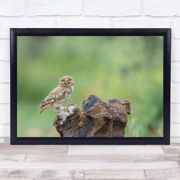 Little Owl rock perched Wall Art Print