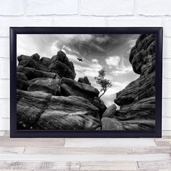 Brimham Tree Nidderdale Rocks Nature North Yorkshire England Wall Art Print