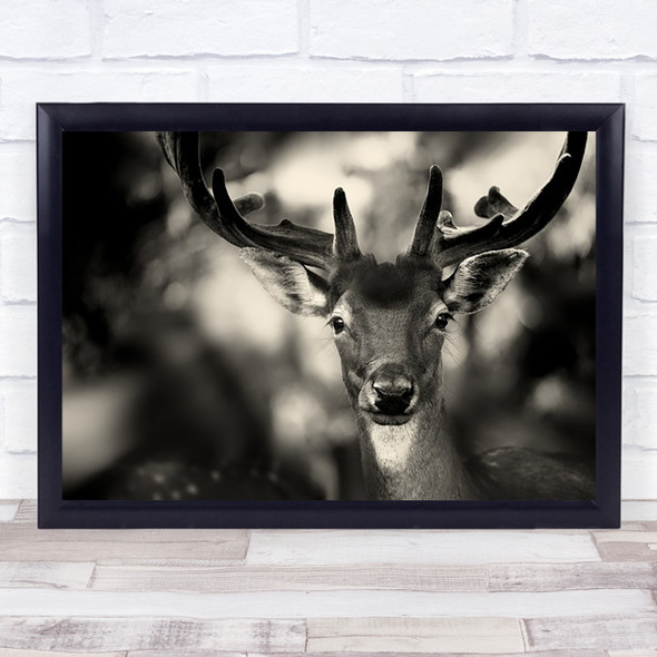 Bambi Deer Nature Closeup Sepia Wild Forest Summer Wall Art Print