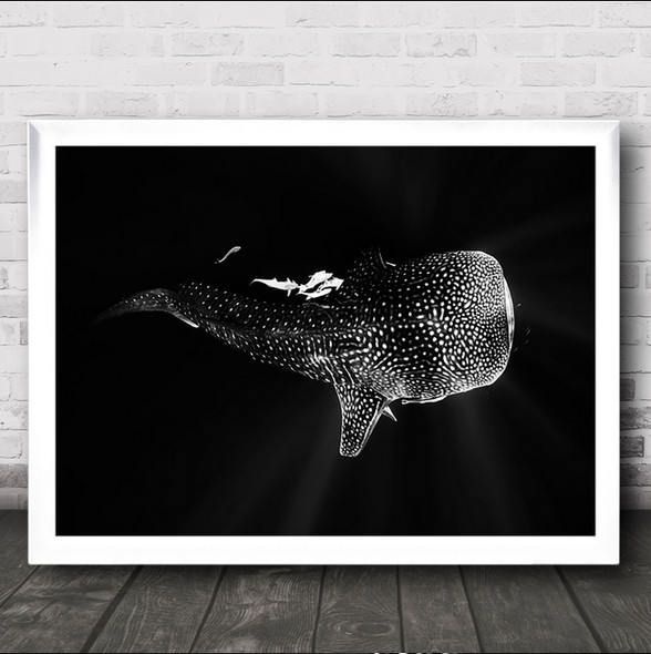 Black Whale Shark Wildlife Sea Ocean Underwater Wall Art Print