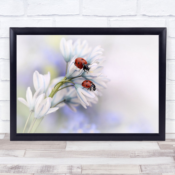 Ladybirds Flowers Ladybug Insect Close Up Soft Delicate Couple Art Print
