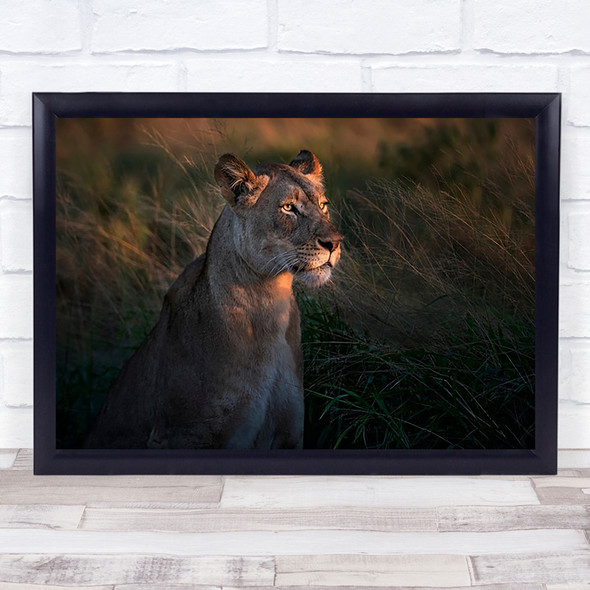 Lioness Light Zimanga Wildlife Africa Animals Savannah Safari Art Print