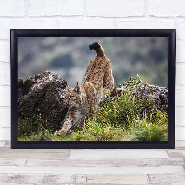 Lynx Eurasian Feline Cabarceno Cantabria Spain Animals Sneak Art Print