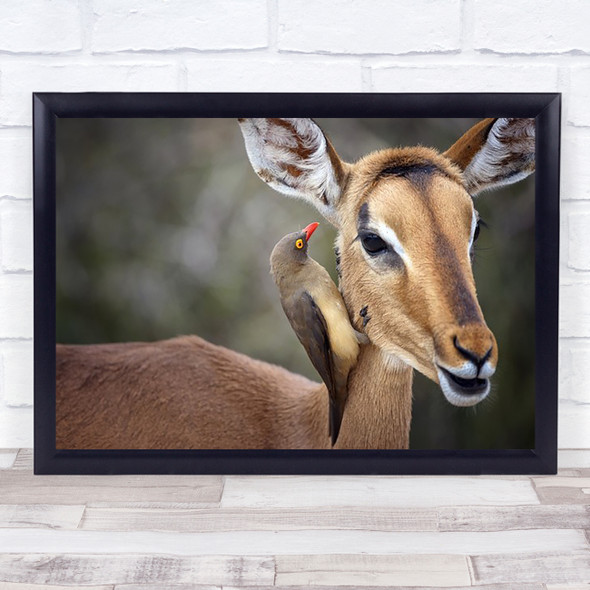 Oxpecker Nature Bokeh Wildlife Wild Animals Bird Art Print