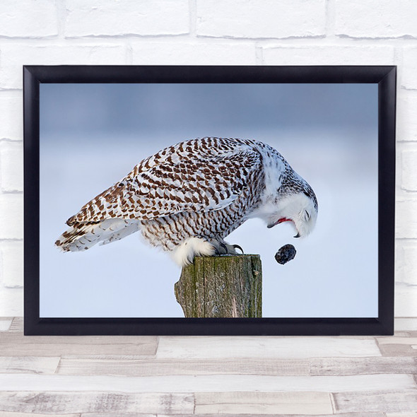 Snowy Owl Pellet Winter Nature Wildlife Post Feathers Perched Wall Art Print
