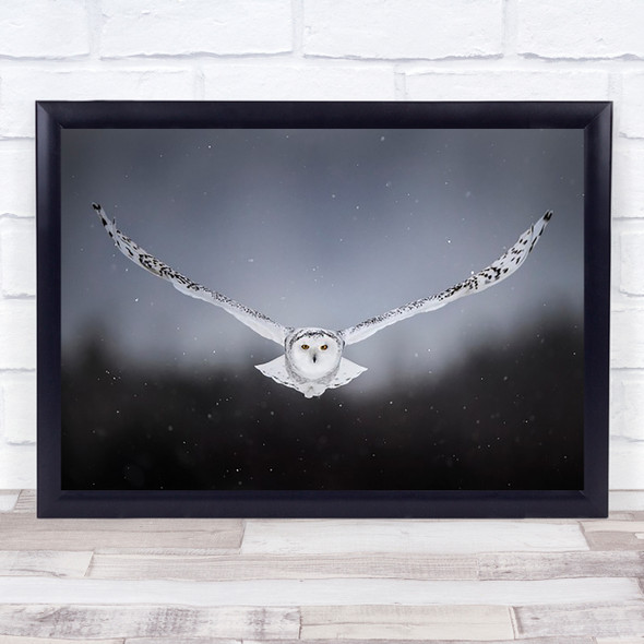 Straight to me Owl Snowy Snow Winter Canada Wings Owls Wall Art Print