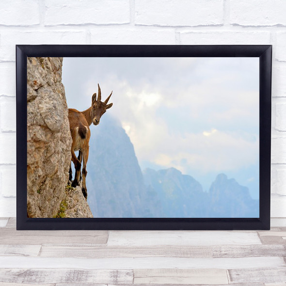 Suspense Ibex Mountain Friuli Italy Goat Sella Nevea Wall Art Print