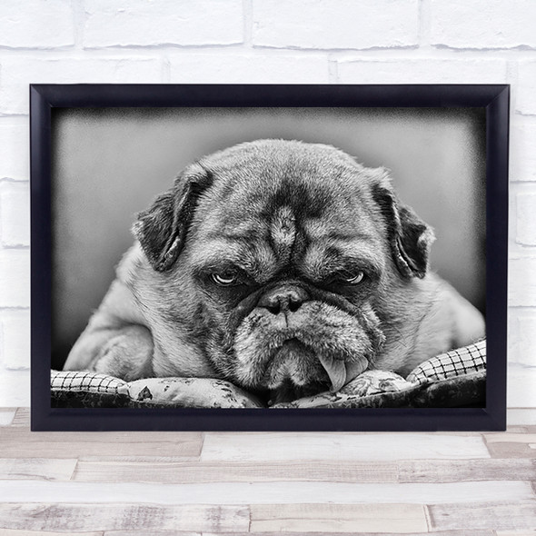 The Boss Animal Bulldog Dog Pet Face Angry Tongue Eyes Wall Art Print
