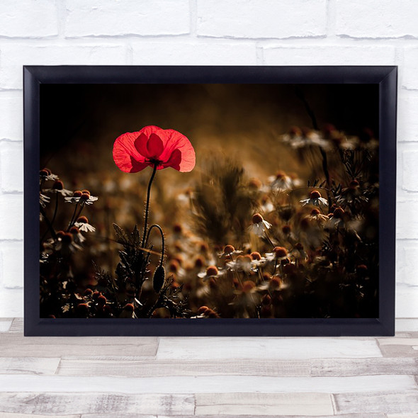 A Bit Of Warmth Poppy Flowers Field Meadow Flower Red Romance Wall Art Print