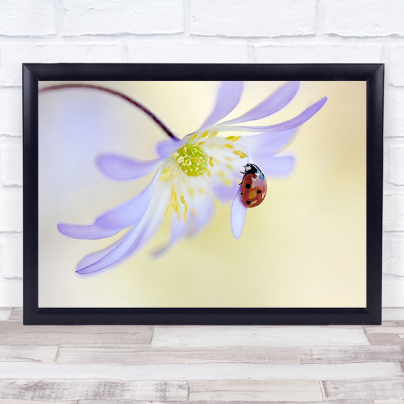 Anemone Lady Ladybird Ladybug Blanda Windflower Lilac Spring Soft Wall Art Print