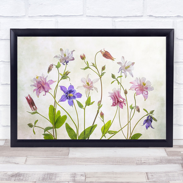Columbine Aquilegia Granny Bonnet Summer Graphic Flower Bloom Wall Art Print