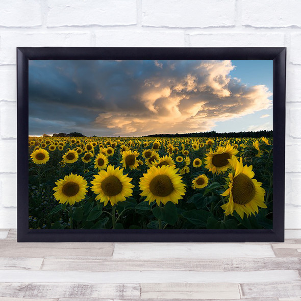 Sunflowers in Sweden Sunflower Field Sun Plantation Countryside Wall Art Print