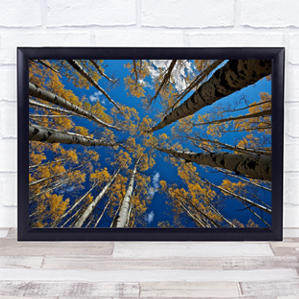 Aspen's Fall Tree Trees Perspective Sky Air Vanishing Point Aspen Wall Art Print
