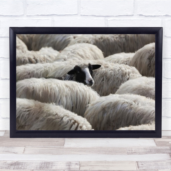 Lo Sguardo Sheep Tuscany Italy Animal Animals Fur Furry Cattle Wall Art Print