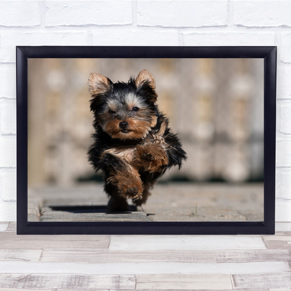 Speedy Yorkshire Terrier Running Portrait Cute Small Dog Bokeh Wall Art Print