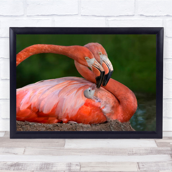 Tender Love Flamingo Birds Flamingos Animal Animals Bird Red Wall Art Print