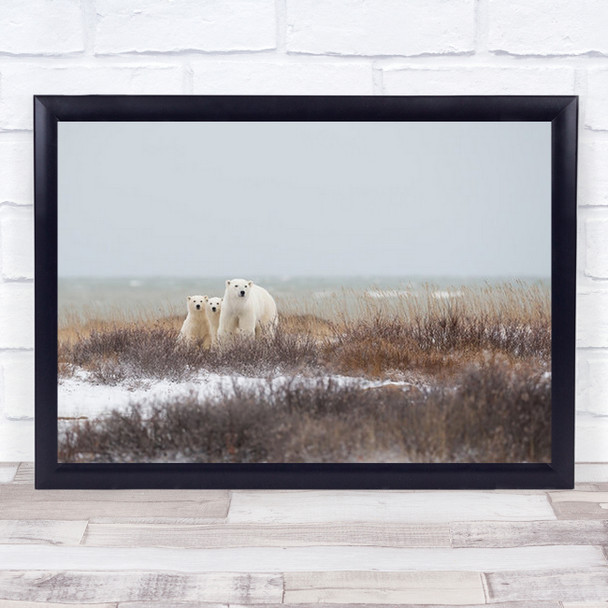 Mother A Cubs At The Seaside Polar-Bears Churchill Manitoba Wall Art Print
