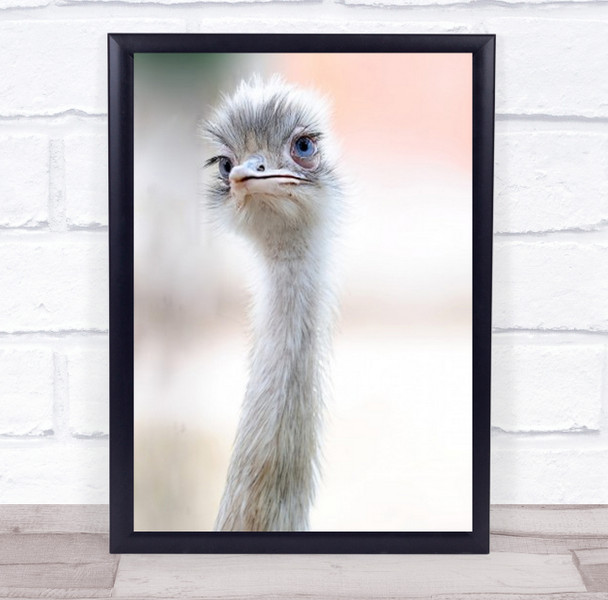 Natural Beauty Ostrich Animal Neck Animals Bird Birds Bokeh Wall Art Print