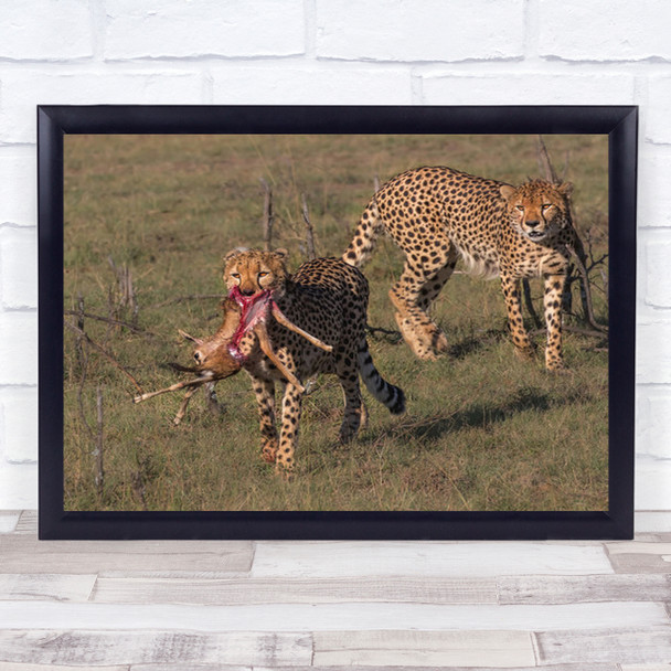 No Sharing Hunting Cheetah Animal Wildlife Kenya Masai Mara Wall Art Print