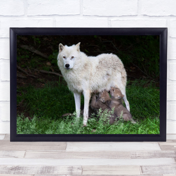 Remus And Romulus Arctic Wolf Canada Fur Fall Pups Suckling Wall Art Print