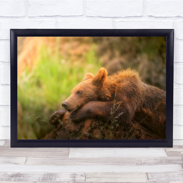 Top Model Bear Rock Cantabria Spain Cabarceno Young Bokeh Wall Art Print
