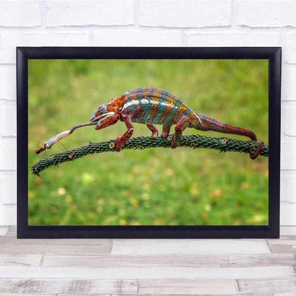 Chame Chameleon Chameleons Tongue Lizard Lizards Reptile Wall Art Print