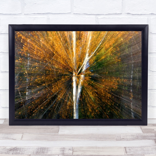 Zoom Tree Sweden Autumn Fall Birch Birches Forest Motion Wall Art Print