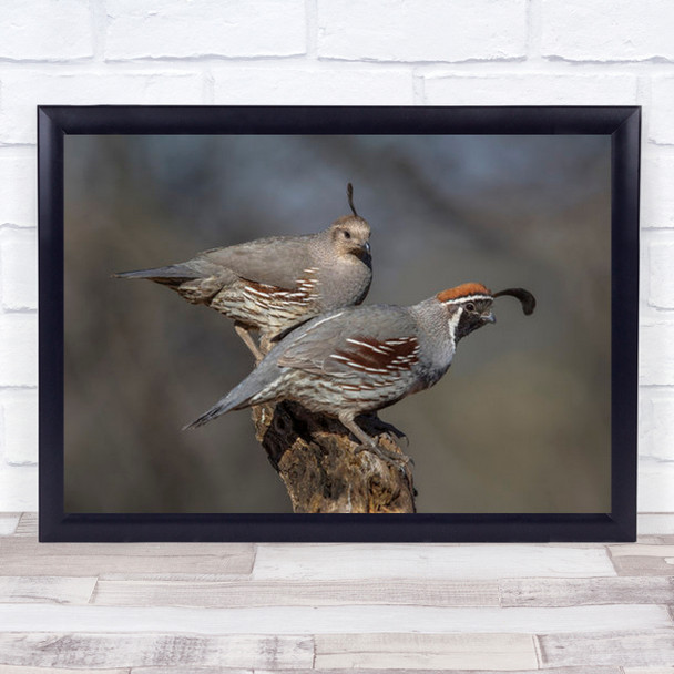 Wildlife Wild Nature Birds Gambel Quail Together Branch Wall Art Print