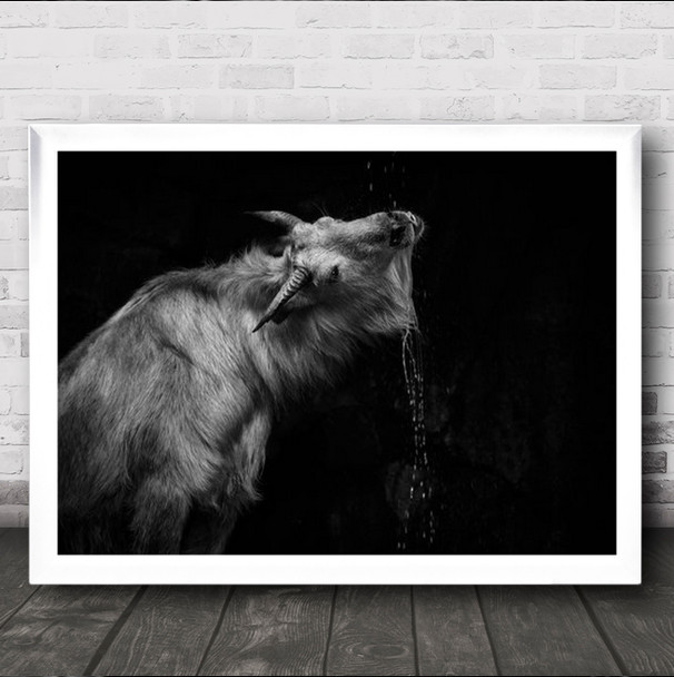 Give Me Water Animal Portrait Bnw B&W Monochrome Takin Wall Art Print