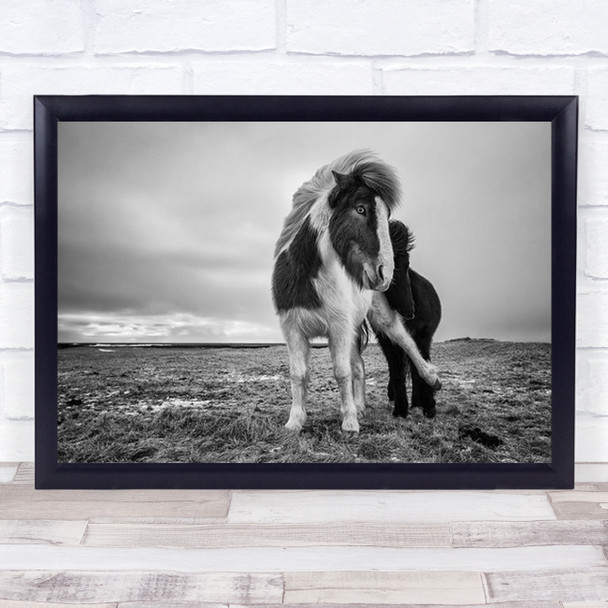 Stop Animal Animals Horse Horses Iceland Leg Out Cute Wall Art Print