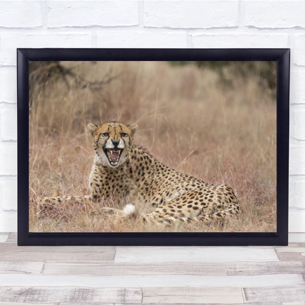 Emotion South Africa Leopard Roar Laying Down Nature Wall Art Print