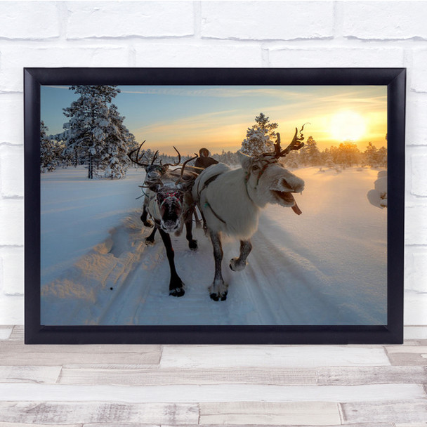 The Morning Drive To Herd Reindeer Reindeers Tongue Wall Art Print