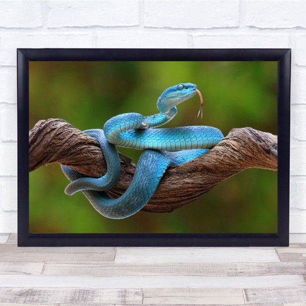 Turquoise Blue Viper Snake Animal Wildlife Predator Wall Art Print