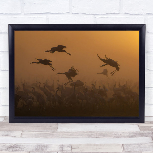 Cranes At Golden Sunrise Nature Wildlife Birds Wall Art Print
