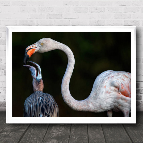 Mother Flamingo With Chick Birds Wild Animals Wall Art Print