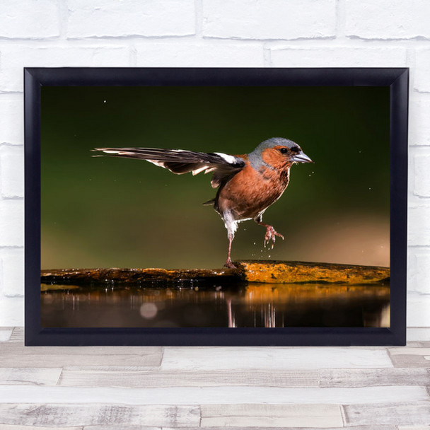 After Bath Little Red And Black Bird By Pond Wall Art Print