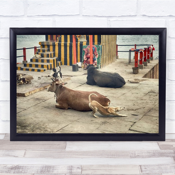 Dogs And Cows Relaxing Together By The Sea Wall Art Print