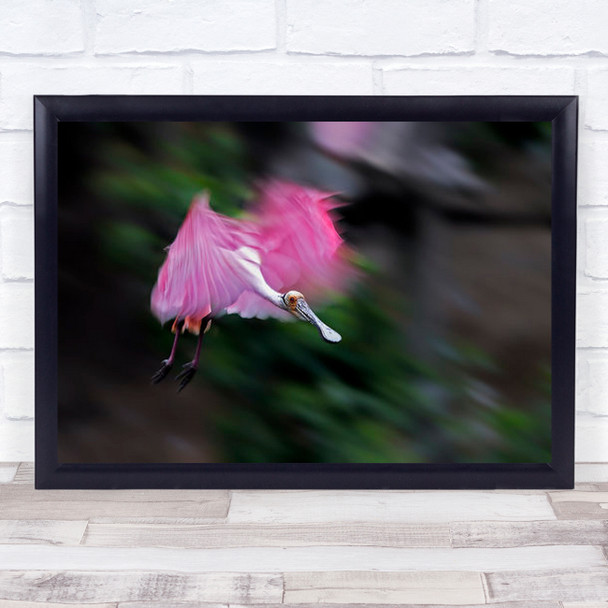 Roseate Spoonbill In Motion Birds Wildlife Wall Art Print