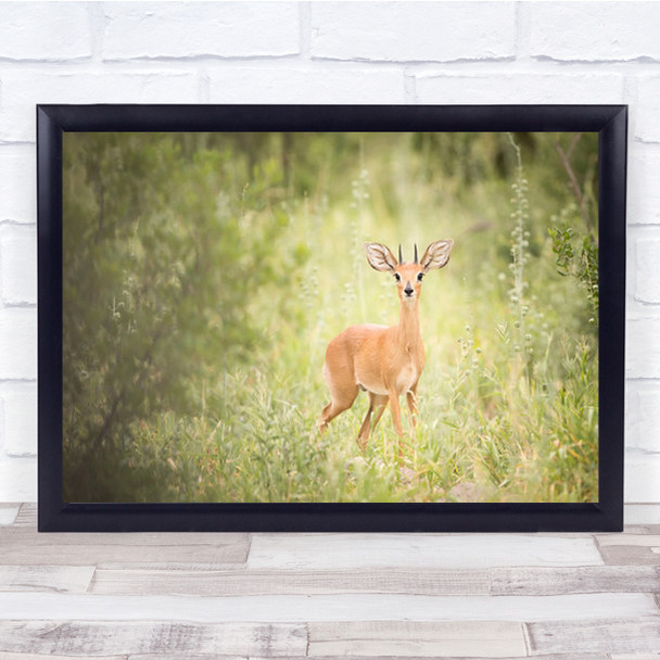 Baby Deer Stop To Stare In Forest Bright Wall Art Print