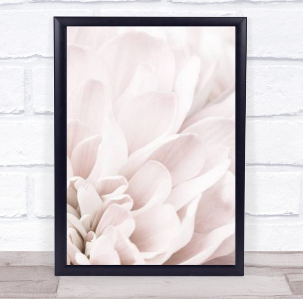 Chrysanthemum No 04 Flower Floral Studio Wall Art Print