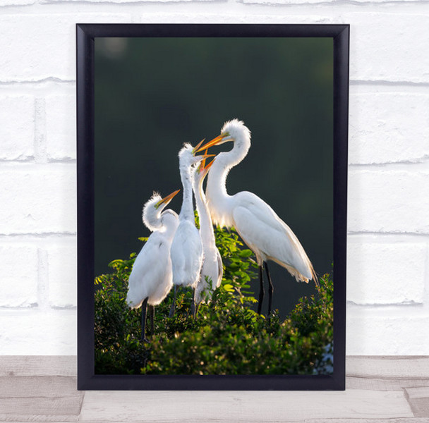 Where Is The Food Multiple Herons Eating Wall Art Print