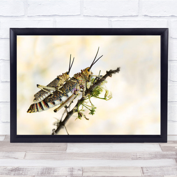 Grasshoppers Mating Grasshopper Insect Wall Art Print